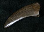 Gorgeous Nanotyrannus Tooth - Montana #12929-3